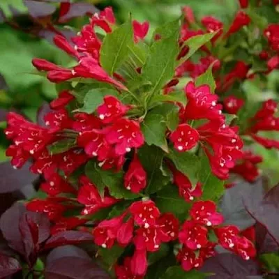 Вейгела РЕД ПРИНЦ  Вейгела РЕД ПРИНЦ в Тюмени