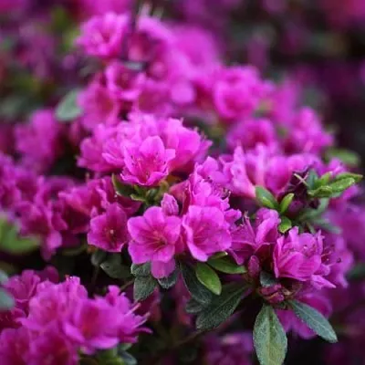 Азалия ГЕЙША ПЕРПЛ японская в Тюмени