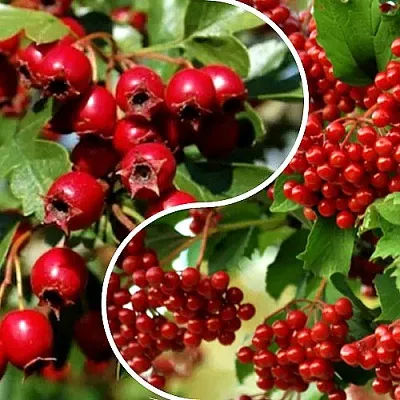 Комплект БУДЬ ЗДОРОВ в Тюмени