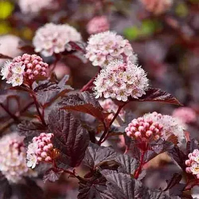 Пузыреплодник АНДРЕ   Пузыреплодник АНДРЕ  в Тюмени