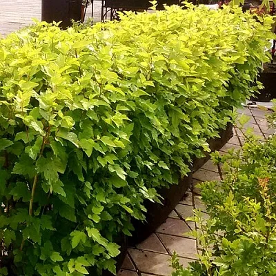 Комплект АНГЕЛ ГОЛД в Тюмени