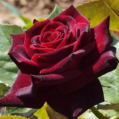 Саженцы роз БЛЭК БАККАРА чайно-гибридная в Тюмени