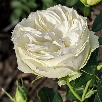 Саженцы роз ВАЙТ ПИАНО чайно-гибридная  Саженцы роз ВАЙТ ПИАНО чайно-гибридная в Тюмени