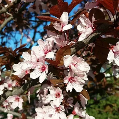 Слива ВУДИ растопыренная в Тюмени