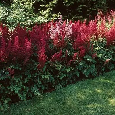 Астильба ГРАНАТ Арендса  Астильба ГРАНАТ Арендса в Тюмени