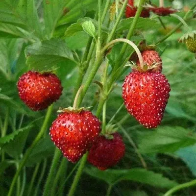 Земляника АЛЬПИЙСКАЯ  Земляника АЛЬПИЙСКАЯ в Тюмени