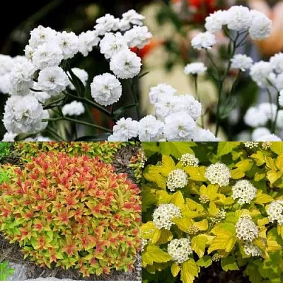 Комплект СОЛНЕЧНЫЙ МИКС в Тюмени