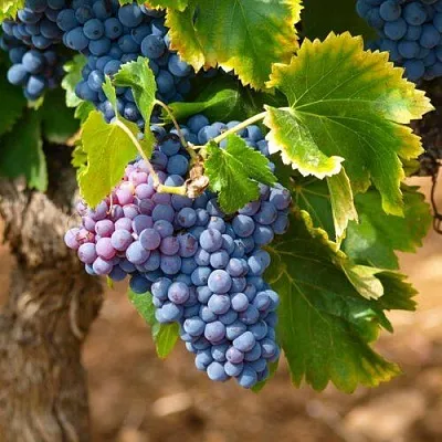 Виноград ЗИЛГА в Тюмени