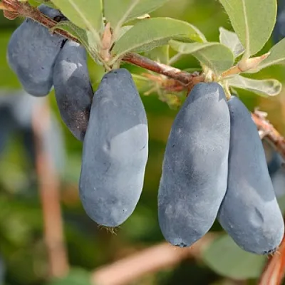 Жимолость съедобная СИНИЙ УТЕС  Жимолость съедобная СИНИЙ УТЕС в Тюмени