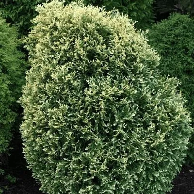 Туя ЛИТОМИШИЛ западная  Туя ЛИТОМИШИЛ западная в Тюмени