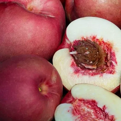 НЕКТАПЛЮМ  НЕКТАПЛЮМ в Тюмени