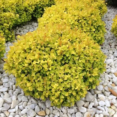 Барбарис БОНАНЗА ГОЛД тунберга в Тюмени