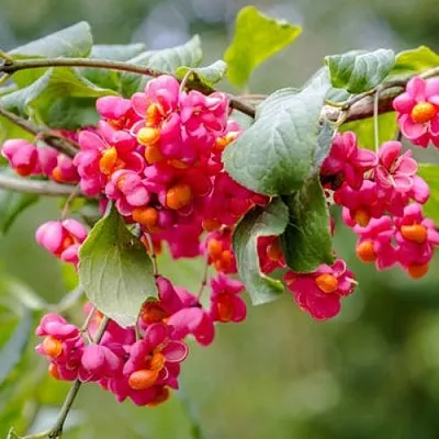 Бересклет ЕВРОПЕЙСКИЙ  Бересклет ЕВРОПЕЙСКИЙ в Тюмени