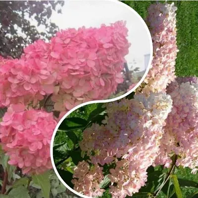 Комплект МНОГОГРАННОСТЬ в Тюмени