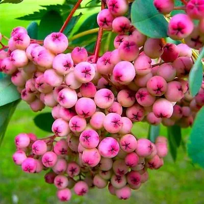 Рябина ПИНК сладкоплодная  Рябина ПИНК сладкоплодная в Тюмени