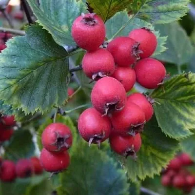 Боярышник АРНОЛЬДА  Боярышник АРНОЛЬДА в Тюмени