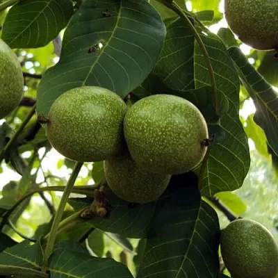 Пинский грецкий орех Пинский грецкий орех