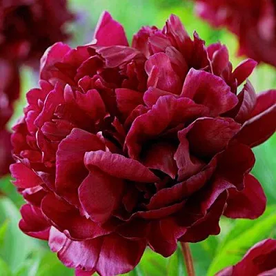 Пион АРМАНИ травянистый  Пион АРМАНИ травянистый в Тюмени