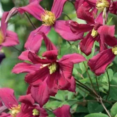 Клематис СТРОУБЕРРИ ФИЛДС  Клематис СТРОУБЕРРИ ФИЛДС в Тюмени