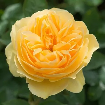 Саженцы роз ГРЕХАМ ТОМАС английская  Саженцы роз ГРЕХАМ ТОМАС английская в Тюмени