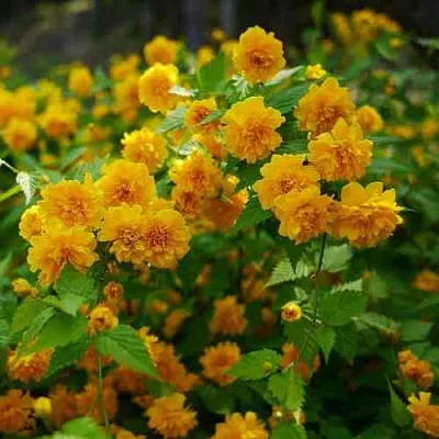 Керрия японская ПЛЕНИФЛОРА  Керрия японская ПЛЕНИФЛОРА в Тюмени