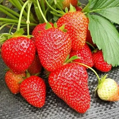 Клубника ВИМА РИНА ремонтантная  Клубника ВИМА РИНА ремонтантная в Тюмени