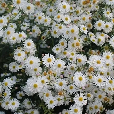 Болтония СНОУБЭНК  Болтония СНОУБЭНК в Тюмени