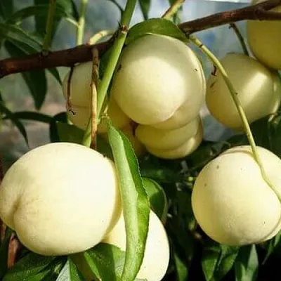 Персик АЙС ПИЧ  Персик АЙС ПИЧ в Тюмени