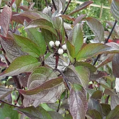 Дерен КЕССЕЛЬРИНГИ  Дерен КЕССЕЛЬРИНГИ в Тюмени