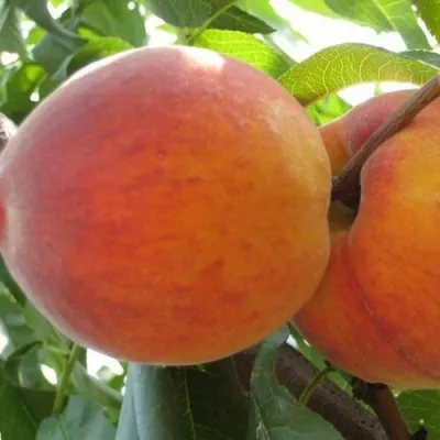 Персик СОЧНЫЙ — описание сорта Персик СОЧНЫЙ в Тюмени