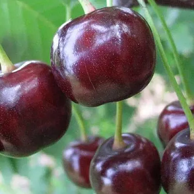 Дюк ФАКЕЛ  Дюк ФАКЕЛ в Тюмени