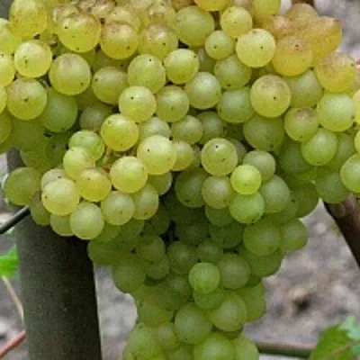 Виноград КИШМИШ 342  Виноград КИШМИШ 342 в Тюмени