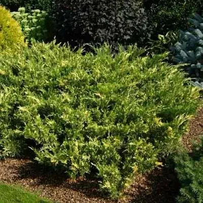 Можжевельник ВАРИЕГАТА казацкий  Можжевельник ВАРИЕГАТА казацкий в Тюмени