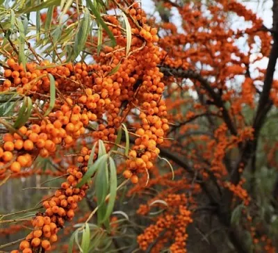 Облепиха СЕРАФИМА  Облепиха СЕРАФИМА в Тюмени