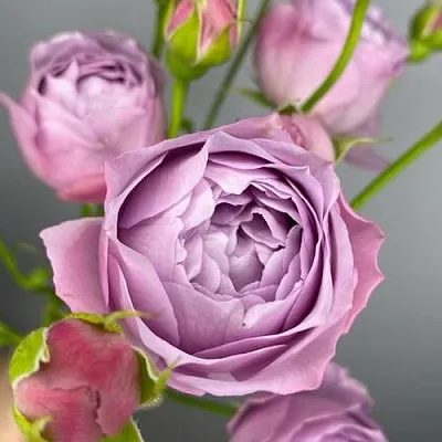 Саженцы роз ЛАВЕНДЕР БАБЛС спрей  Саженцы роз ЛАВЕНДЕР БАБЛС спрей в Тюмени