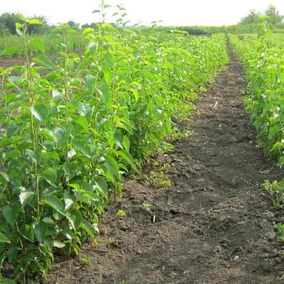 Подвой черешни ДИКАЯ ЧЕРЕШНЯ в Тюмени