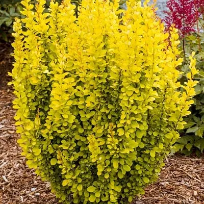 Барбарис ГОЛДЕН ТОРЧ тунберга в Тюмени