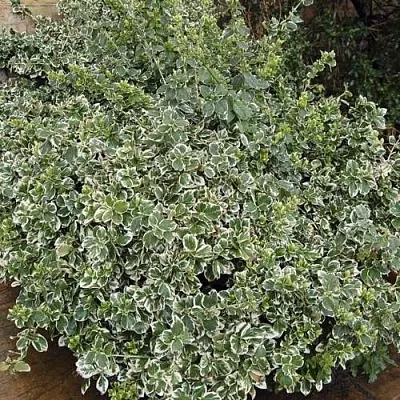 Бересклет ЭМЕРАЛЬД ГАИТИ форчуна  Бересклет ЭМЕРАЛЬД ГАИТИ форчуна в Тюмени