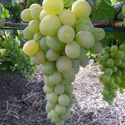 Виноград ФРУМОАСА АЛБЭ  Виноград ФРУМОАСА АЛБЭ в Тюмени