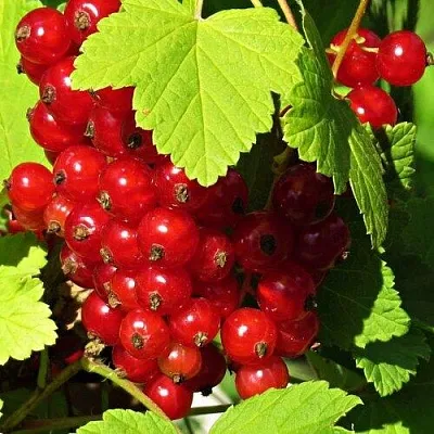 Смородина красная ГАЗЕЛЬ  Смородина красная ГАЗЕЛЬ в Тюмени