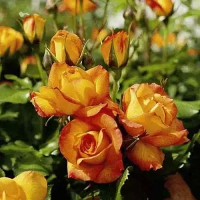 Саженцы роз САХАРА плетистая  Саженцы роз САХАРА плетистая в Тюмени