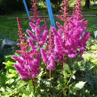 Астильба ЭЛИЗАБЕТ ВАН ВИН японская  Астильба ЭЛИЗАБЕТ ВАН ВИН японская в Тюмени