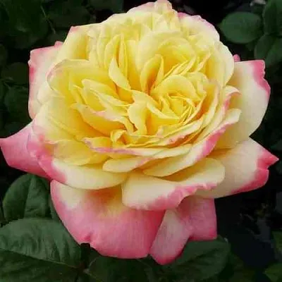 Саженцы роз КОРДЕС ДЖУБИЛИ чайно-гибридная  Саженцы роз КОРДЕС ДЖУБИЛИ чайно-гибридная в Тюмени