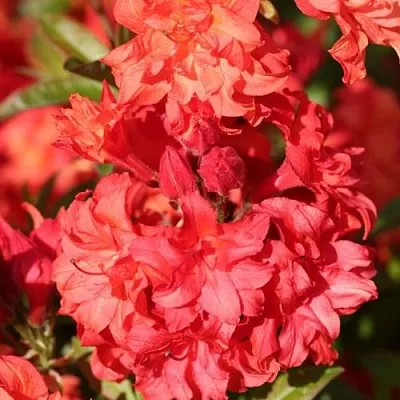 Азалия ФОЙЕРКОПФЕН крупноцветковая  Азалия ФОЙЕРКОПФЕН крупноцветковая в Тюмени