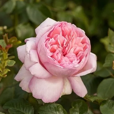 Саженцы роз МАУРИЦИЯ чайно-гибридная  Саженцы роз МАУРИЦИЯ чайно-гибридная в Тюмени