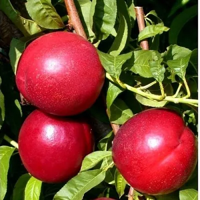 Нектарин ХАРКО  Нектарин ХАРКО в Тюмени