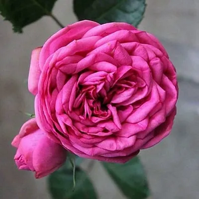 Саженцы роз ПИНК ПИАНО чайно-гибридная  Саженцы роз ПИНК ПИАНО чайно-гибридная в Тюмени