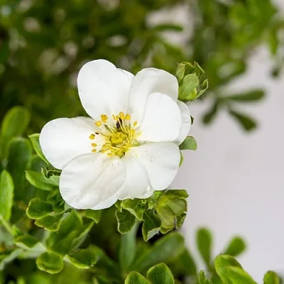 Лапчатка СНОУБЕРД кустарниковая  Лапчатка СНОУБЕРД кустарниковая в Тюмени