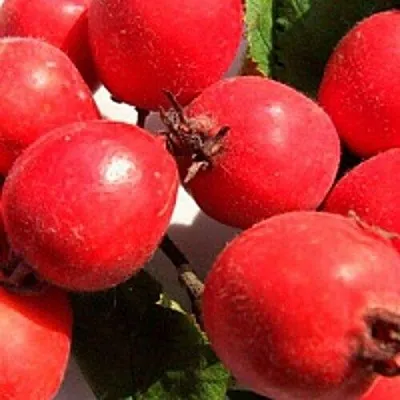 Боярышник КРУПНОПЛОДНЫЙ  Боярышник КРУПНОПЛОДНЫЙ в Тюмени