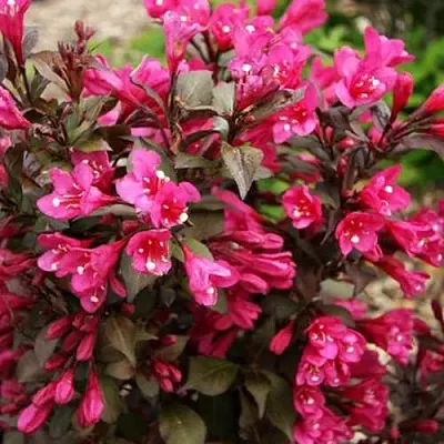 Вейгела БЛЭК РУБИ  Вейгела БЛЭК РУБИ в Тюмени